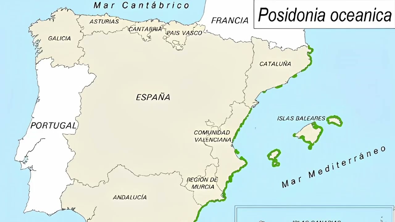 Els pulmons del Mediterrani