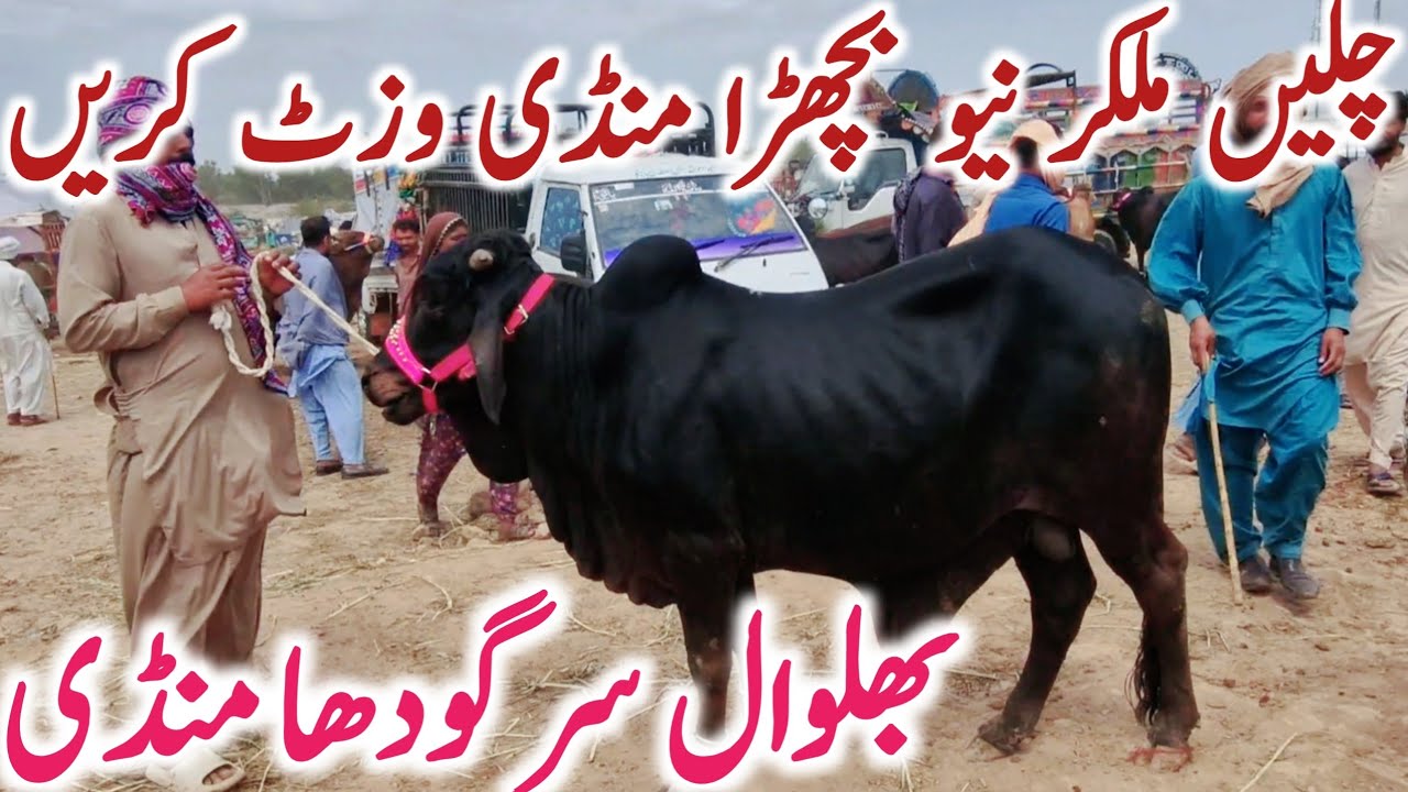 Sahiwal Cholistani Bachre Qurbani 2025 | Salem Mandi Bhalwal Sargodha || Global Village Farming