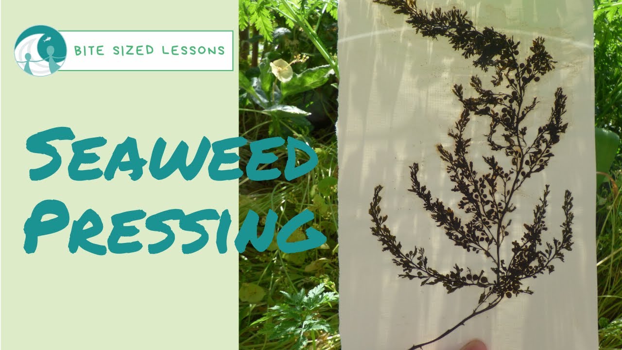Seaweed Pressing (Bite-Size Lessons)