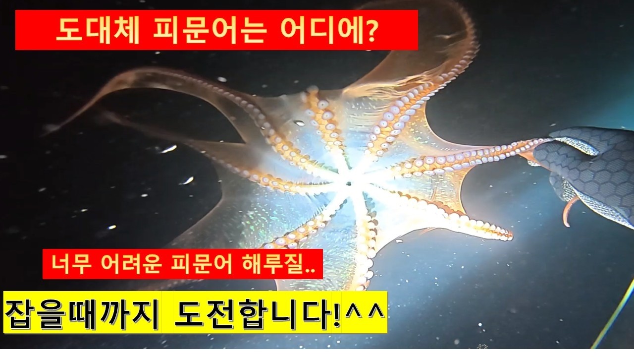 동해 해루질^^피문어, 멍게를 잡아보자!