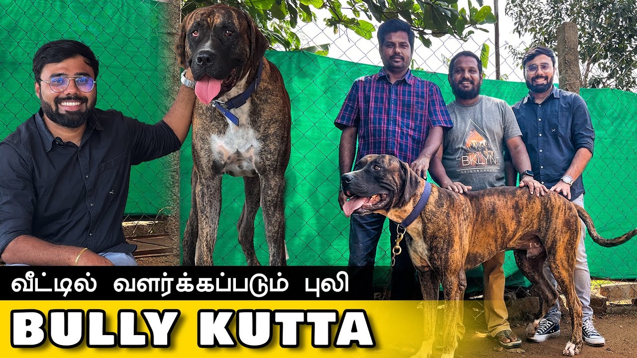 புல்லி குட்டா Native Breed Dogs for sale | Puppy for sale | Prasanth 360