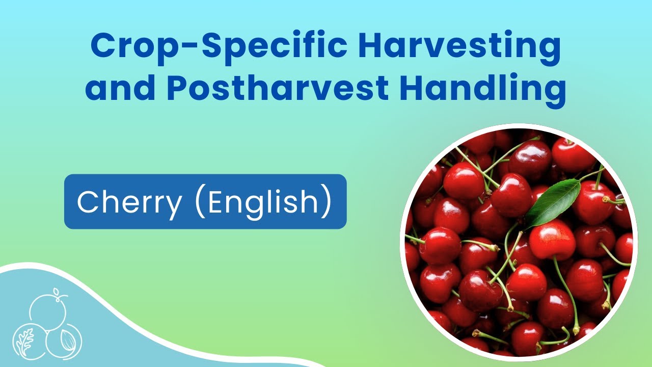 Cherry Harvest: Fruit Handling and Worker Safety
