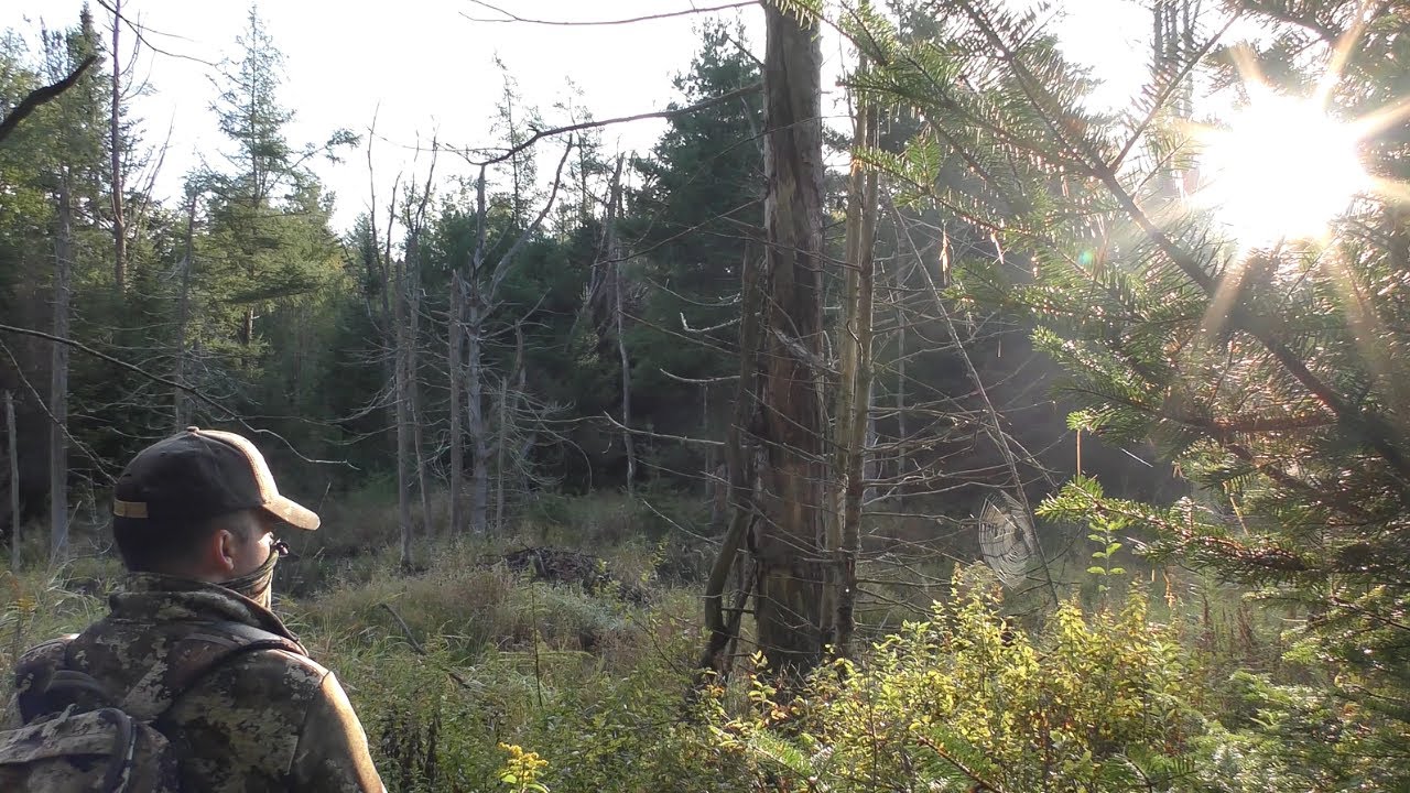 Black Bear HUNTING in the Massachusetts Berkshires