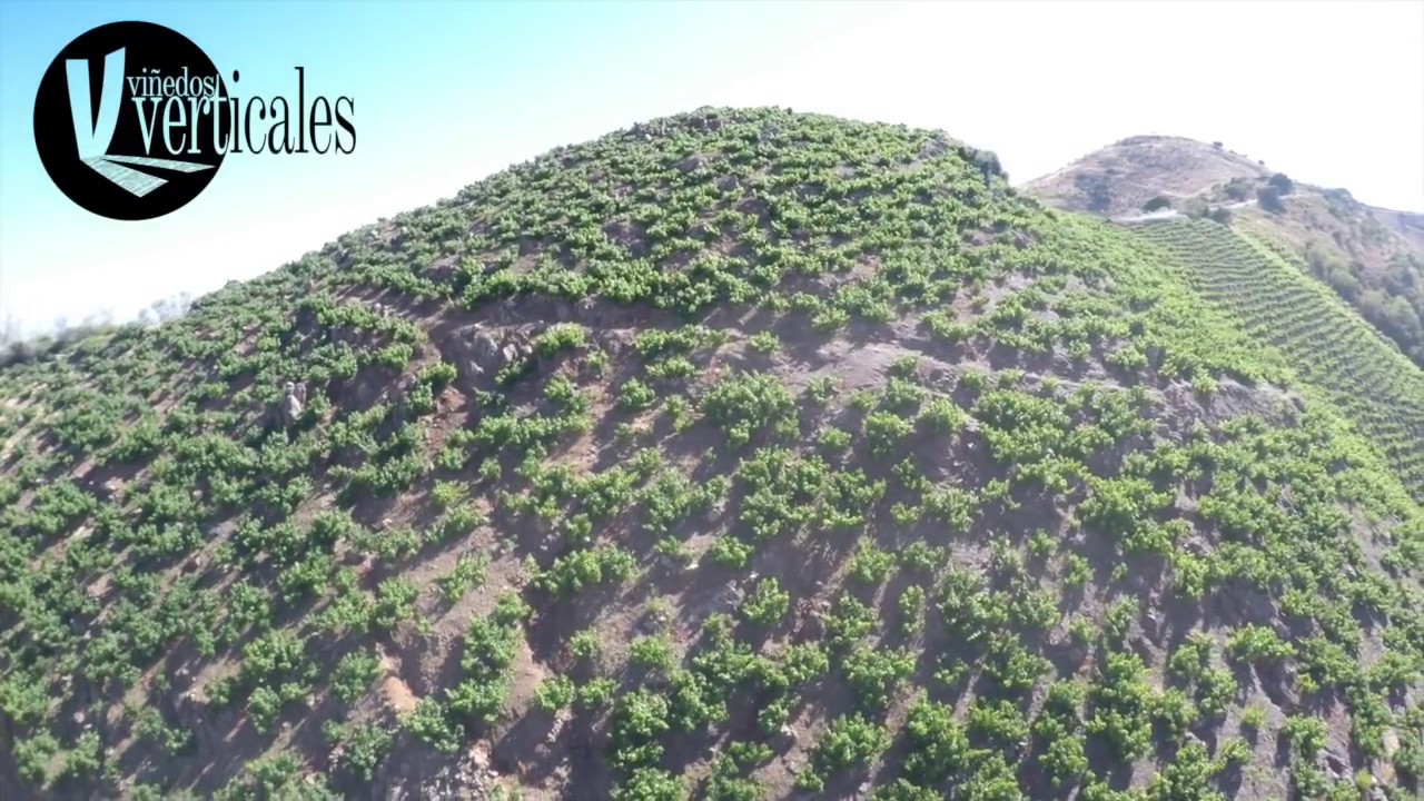 Viñedos Verticales, Sierras de Málaga, Spain. VINEYARDS AND drone 4K