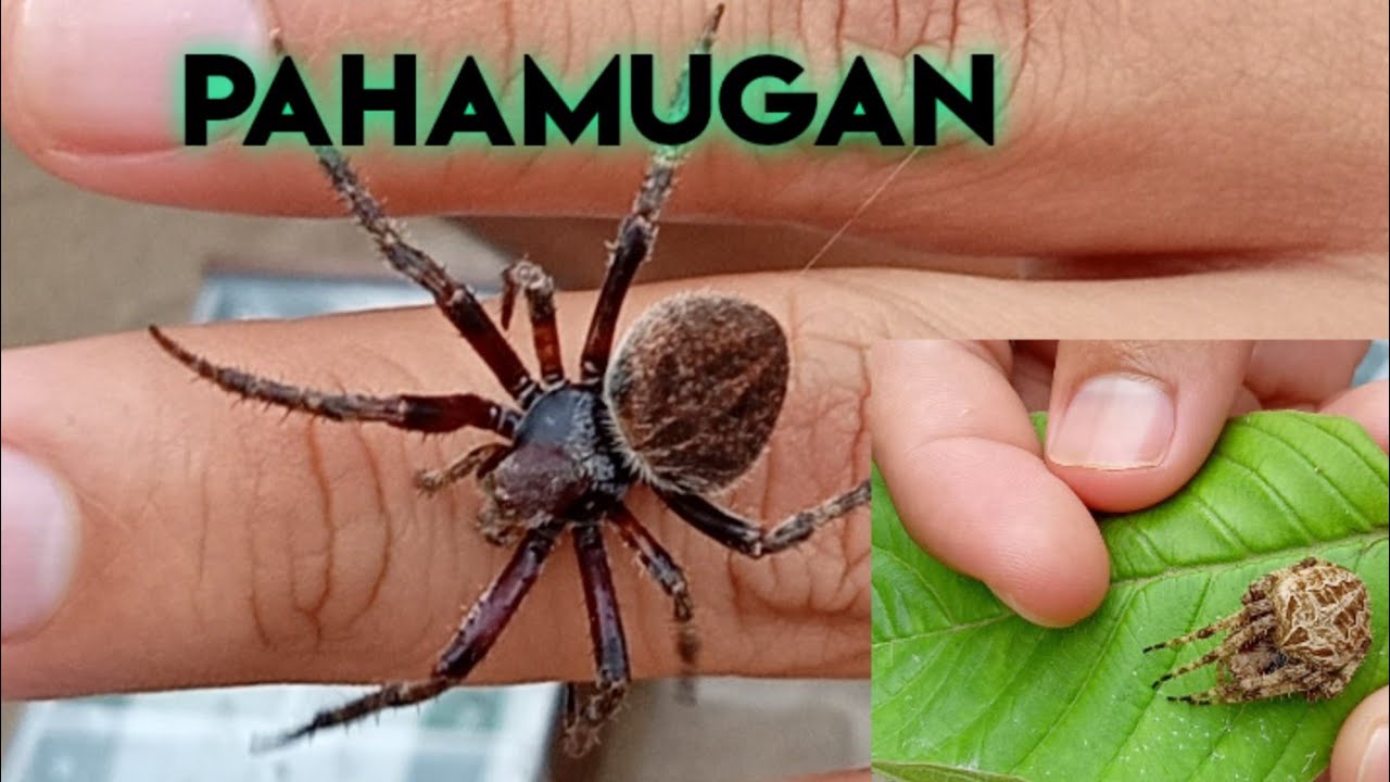Net Cage-Positive effect ng pahamugan-sosolid galawan