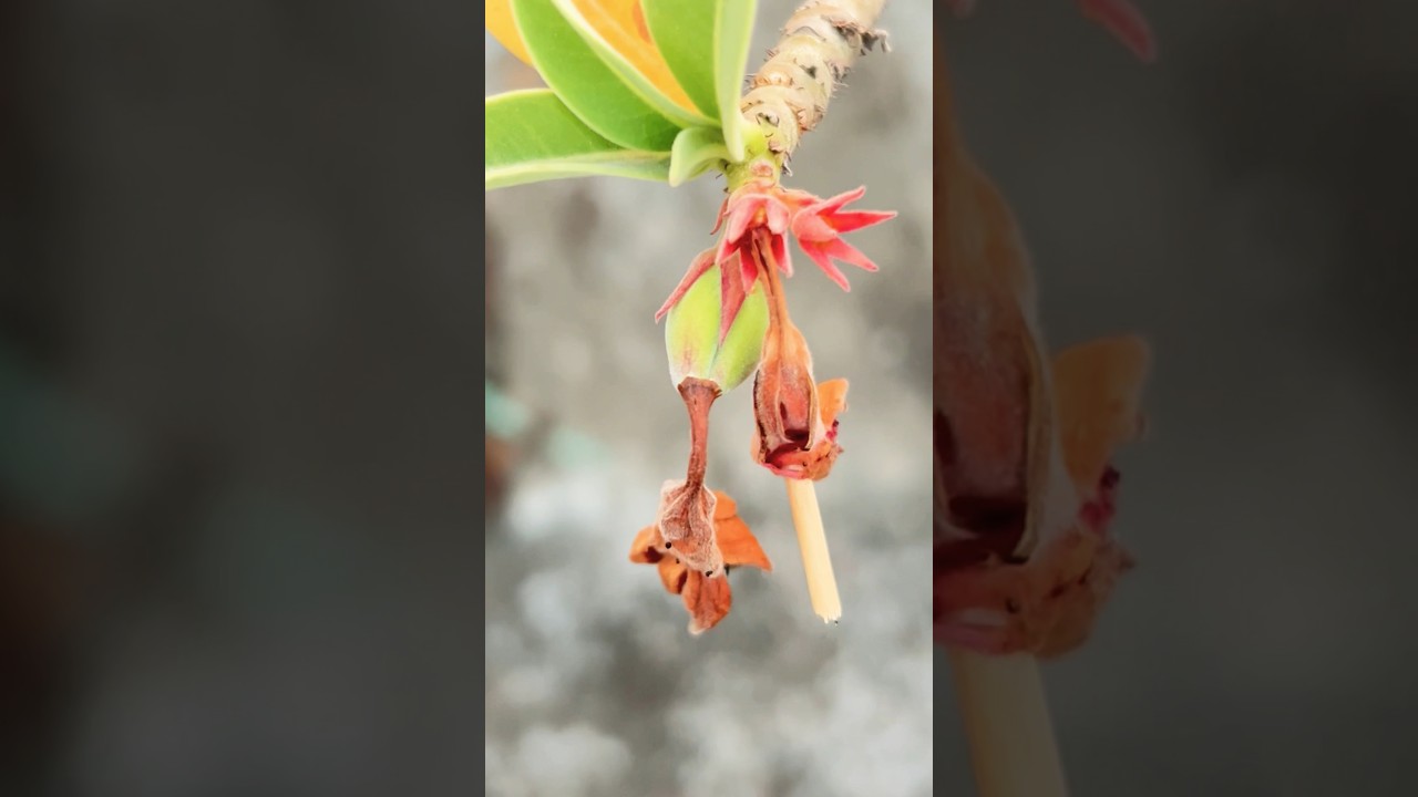 New Desert Rose Baby Seed Pod #desertrose #seedpod #adenium