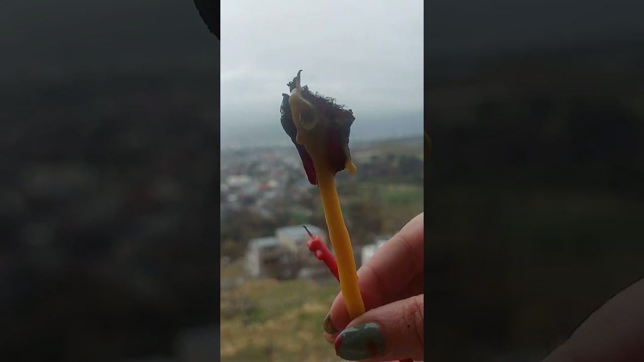 თქვენ რას ხედავთ?