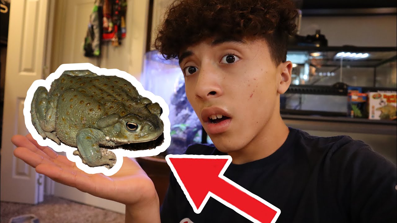 Complete Sonoran Desert Toad Care!!