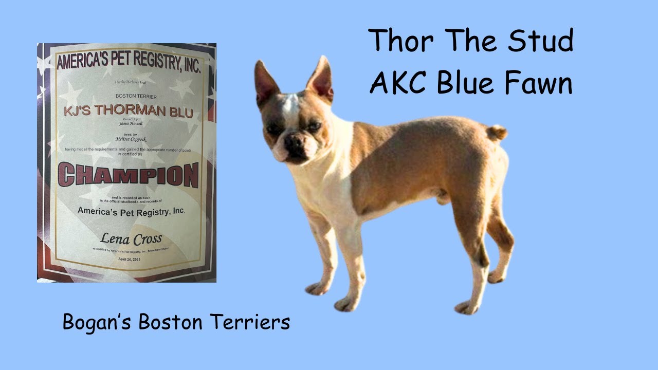 Post-Breeding Shenanigans: Our Boston Terrier Pack Unleashed! 😁🐾😘