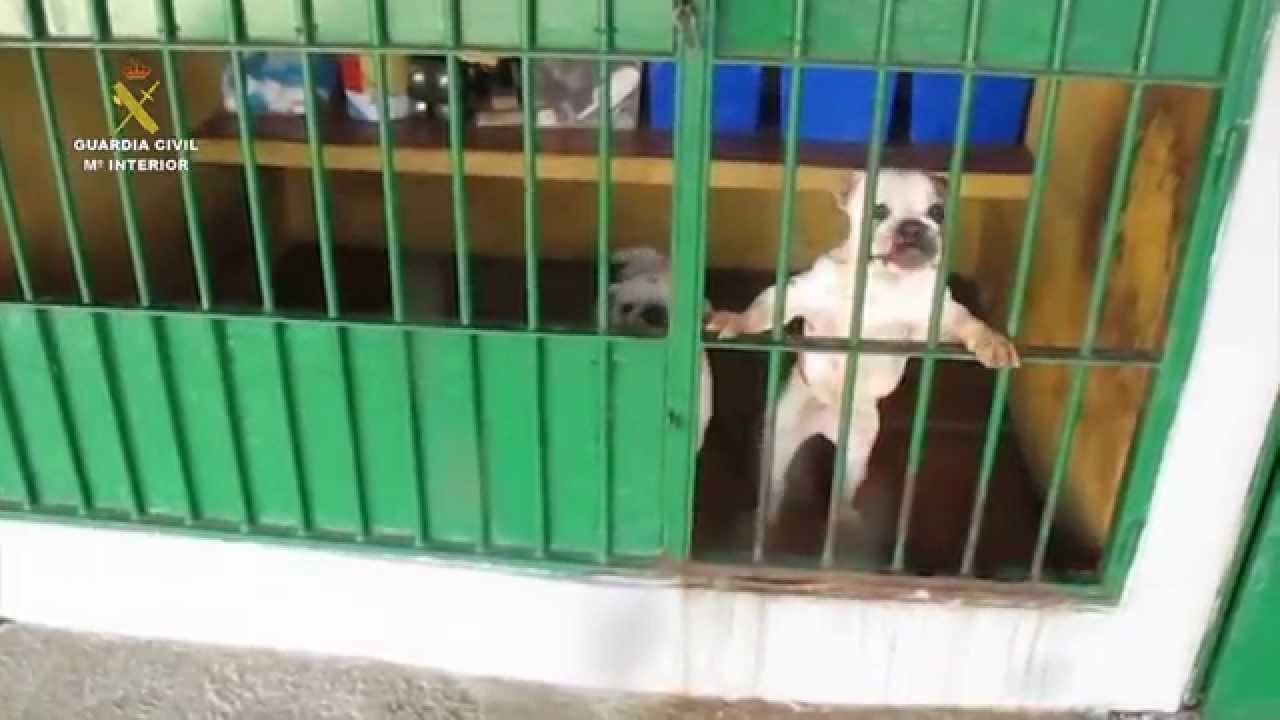 Intervenidos 400 cachorros de perro durante el mes de diciembre de 2014