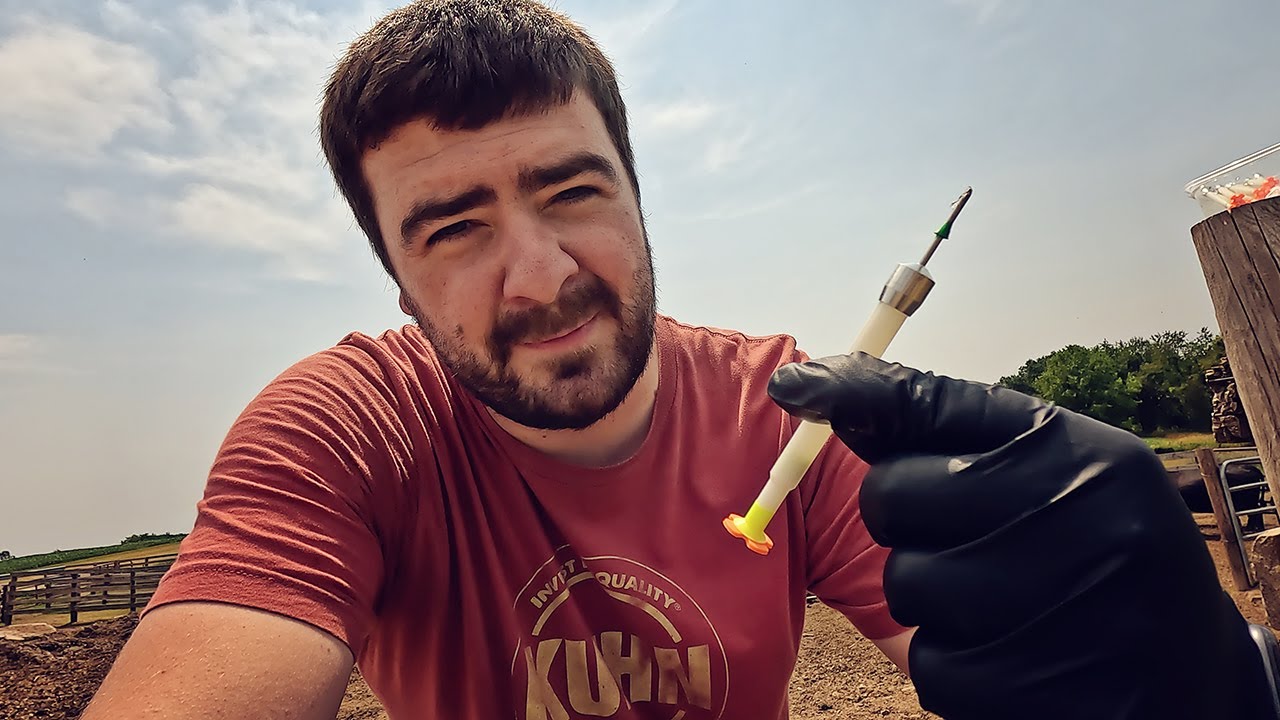 Treating Cattle with Pneu-darts After Bull Broke In