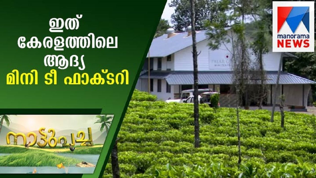 ഈ ചായപ്പൊടിക്ക് പിന്നിലെ രഹസ്യം; ഇത് കേരളത്തിലെ ആദ്യ മിനി ടീ ഫാക്ടറി | Nattupacha
