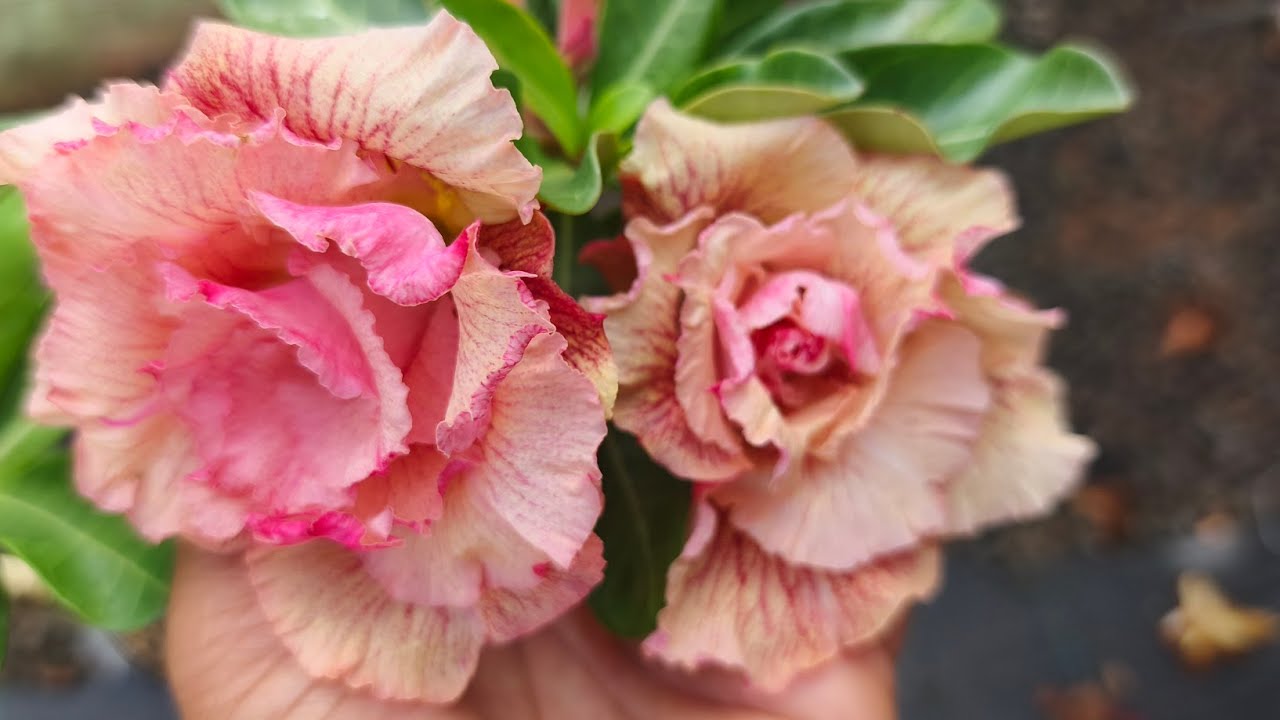 ROSA DO DESERTO CELÍS E MUITO MAIS ROSAS POR AQUI 🥰🌻🥰
