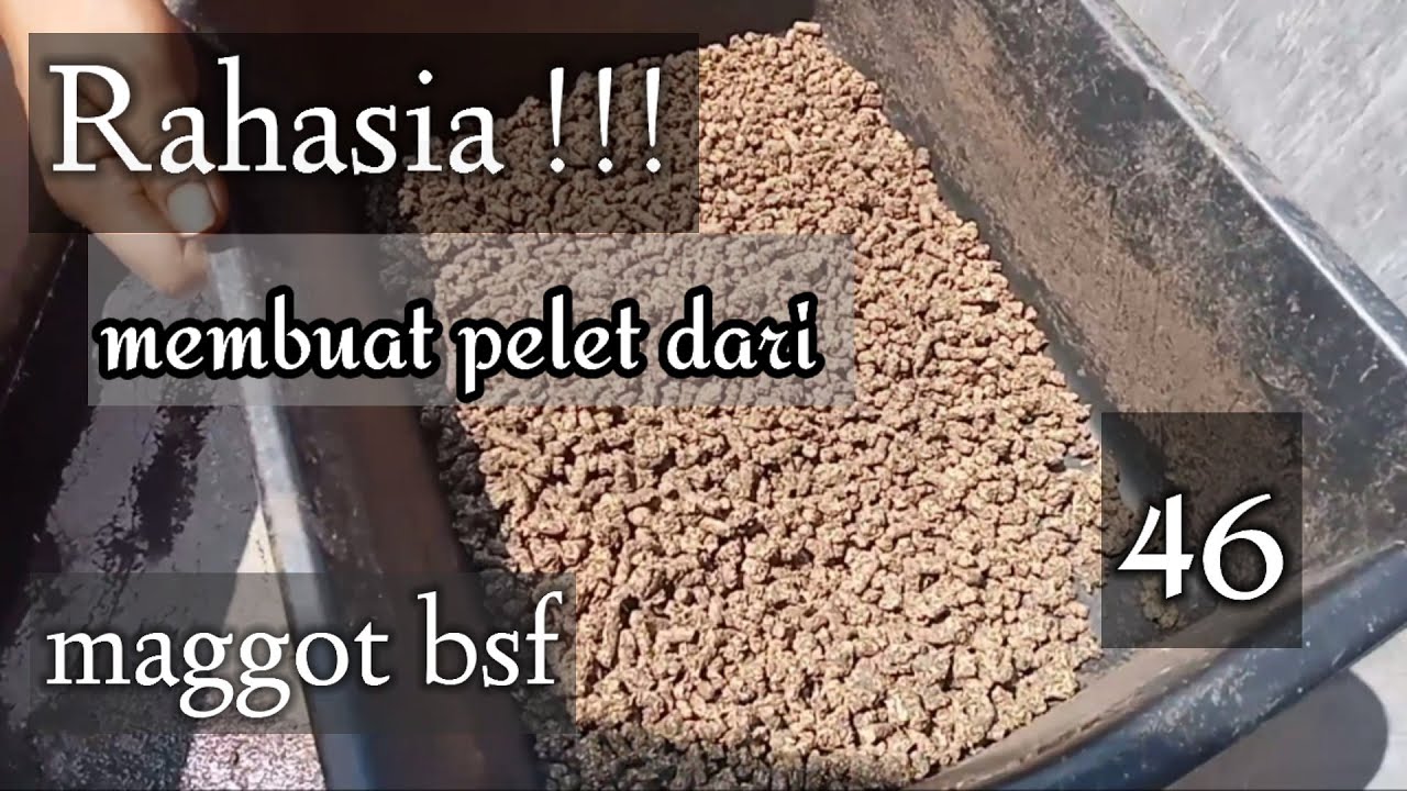 membuat pelet dari maggot bsf