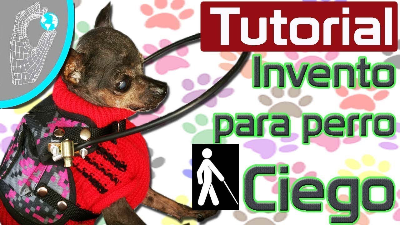 Tutorial Invento para Perro Pinsher Ciego - Parachoques Miniatura