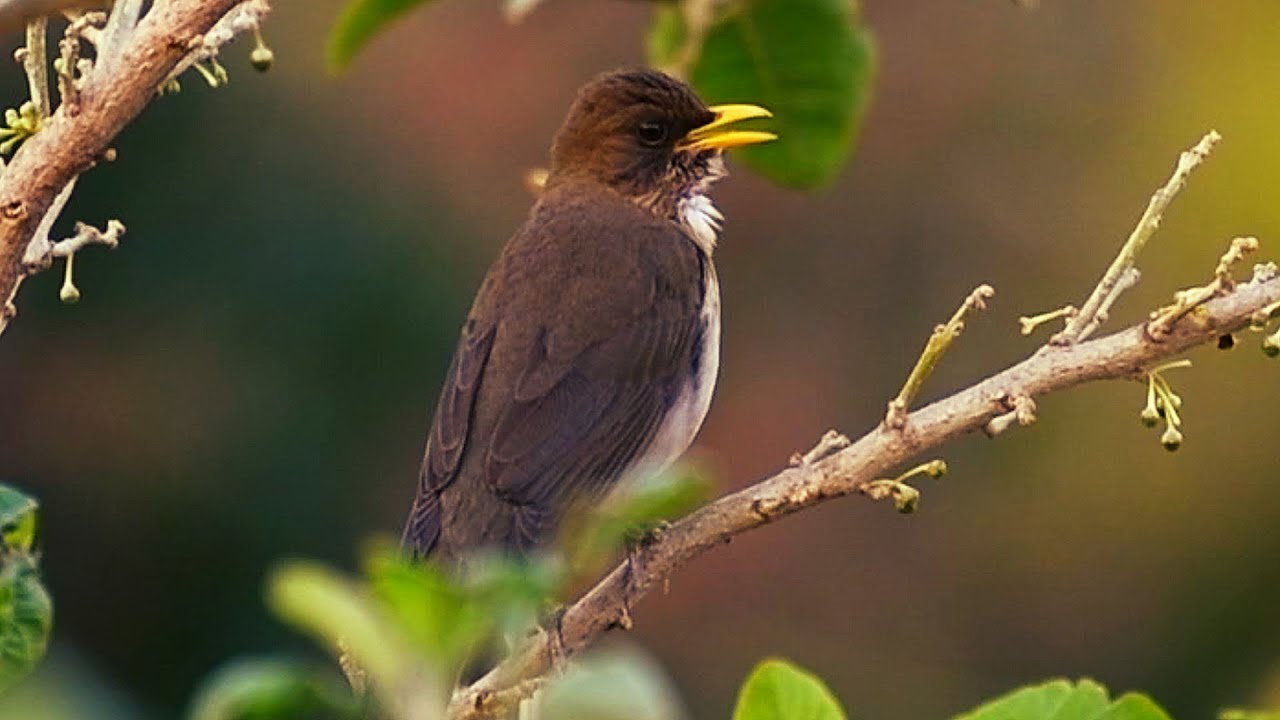 Turdus amaurochalinus поет в природе, записанный вживую для обучения птенцов