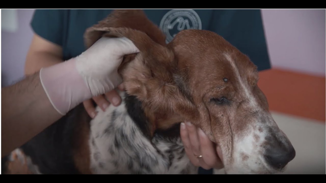 7 - Come pulire le orecchie al cane. Consigli utili e metodo semplice per pulire le orecchie al cane