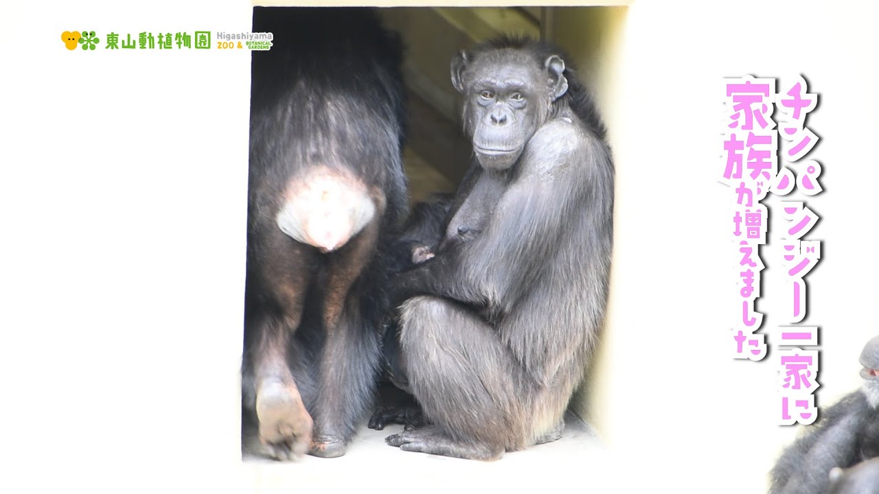 【東山動植物園公式】チンパンジー一家に家族が増えました 《 チンパンジー 》