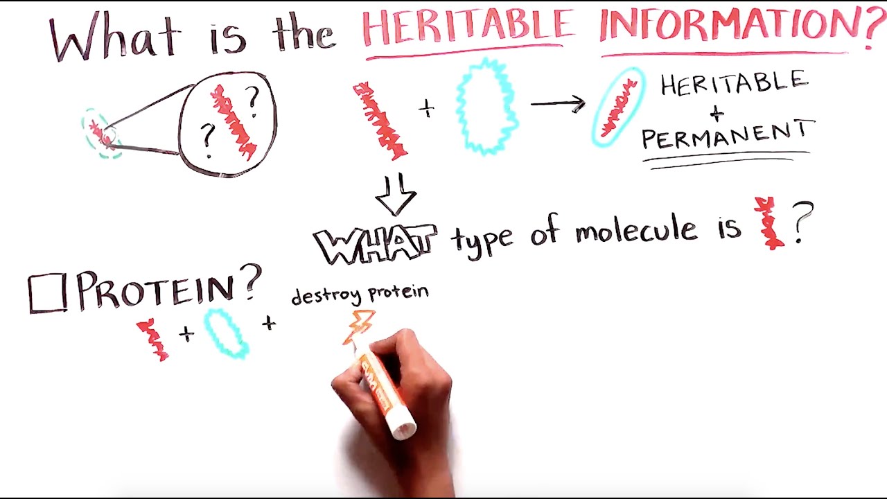 How 3 Scientists Found that DNA is the Molecule of Heredity - Avery, MacLeod, and McCarty