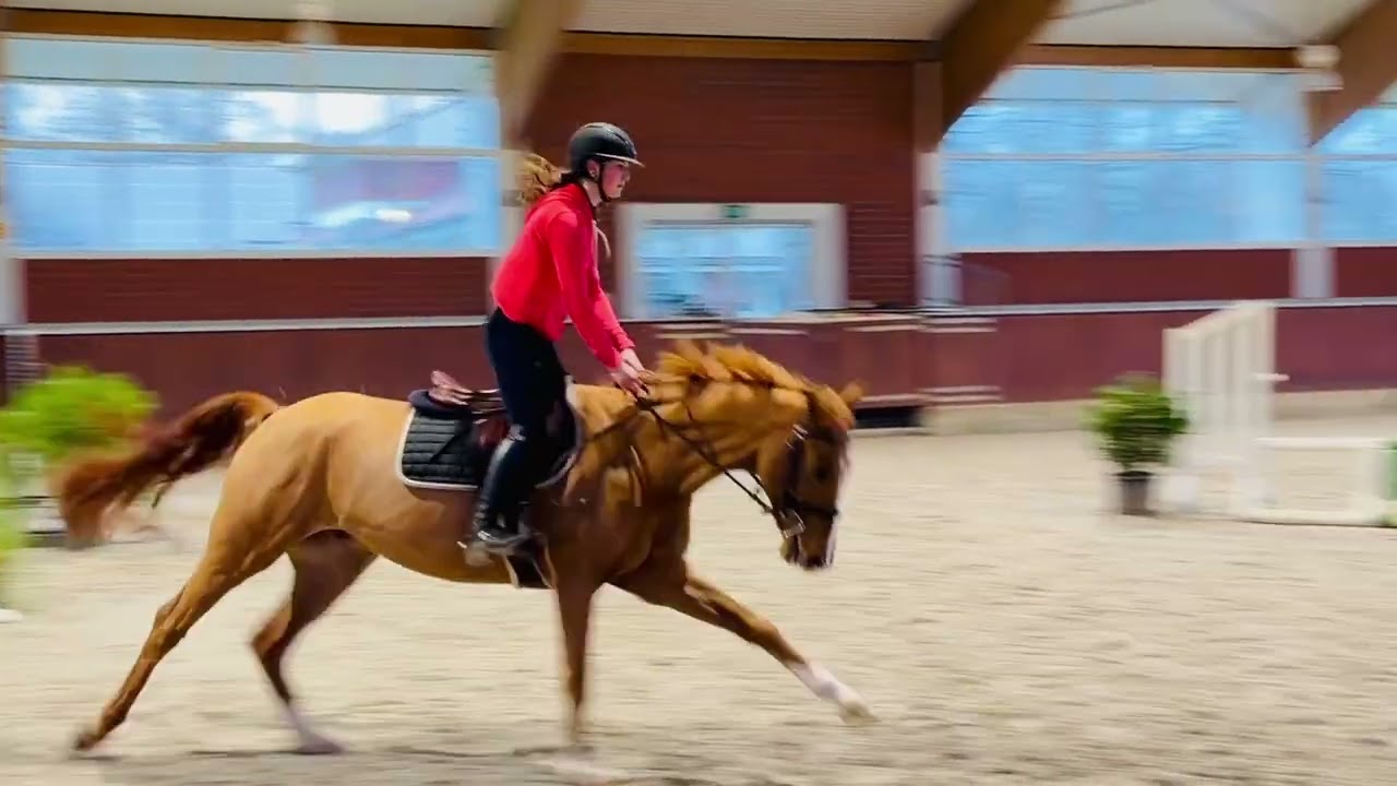 Hunter // Gelding 2021 // Baccardi's Best x Sir Heinrich *For Sale*