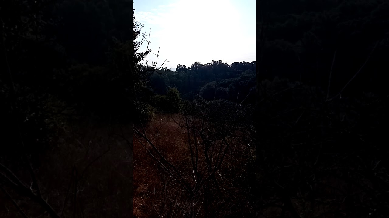 Caccia al cinghiale, allenamento a terreno libero del mio dach, bruno abbaino a fermo su verro