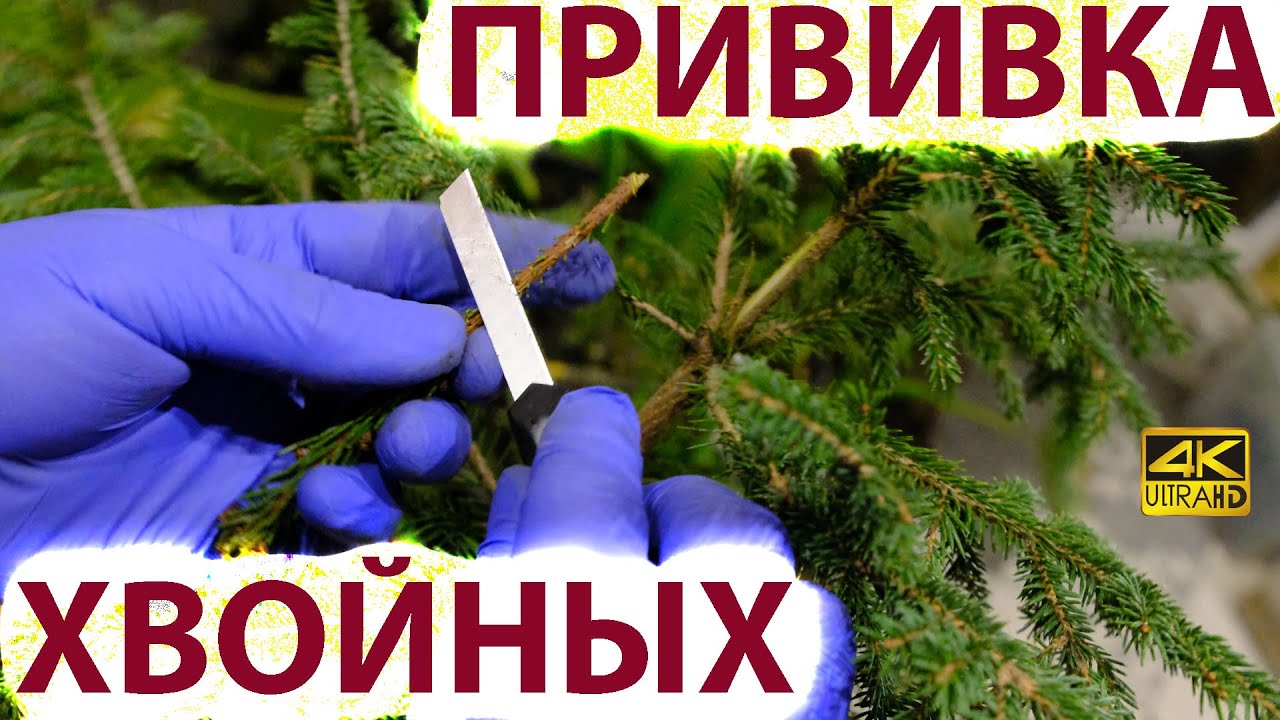 Прививка хвойных. Прививки ели, сосны - советы.