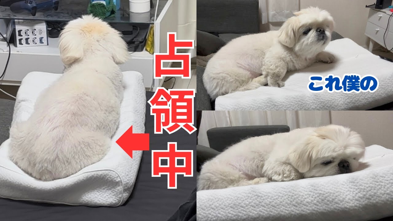 新品枕を占領しているペキニーズ