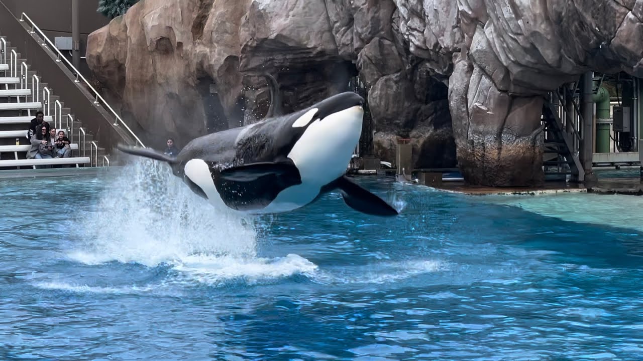 Orca Encounter (Full Show) 4K at SeaWorld San Diego December 21, 2024