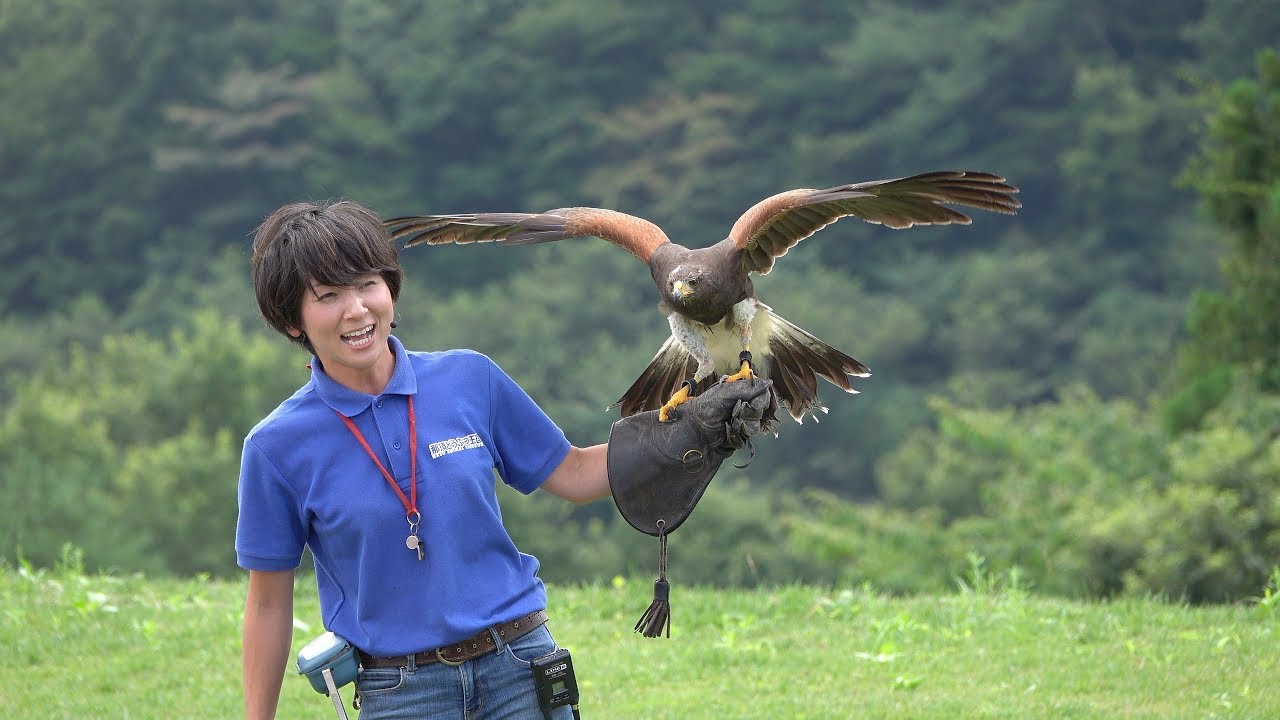 荒ぶる巨大な鳥たちと女性トレーナーさんがすごい!バードパフォーマンスショーBROAD part1@那須どうぶつ王国