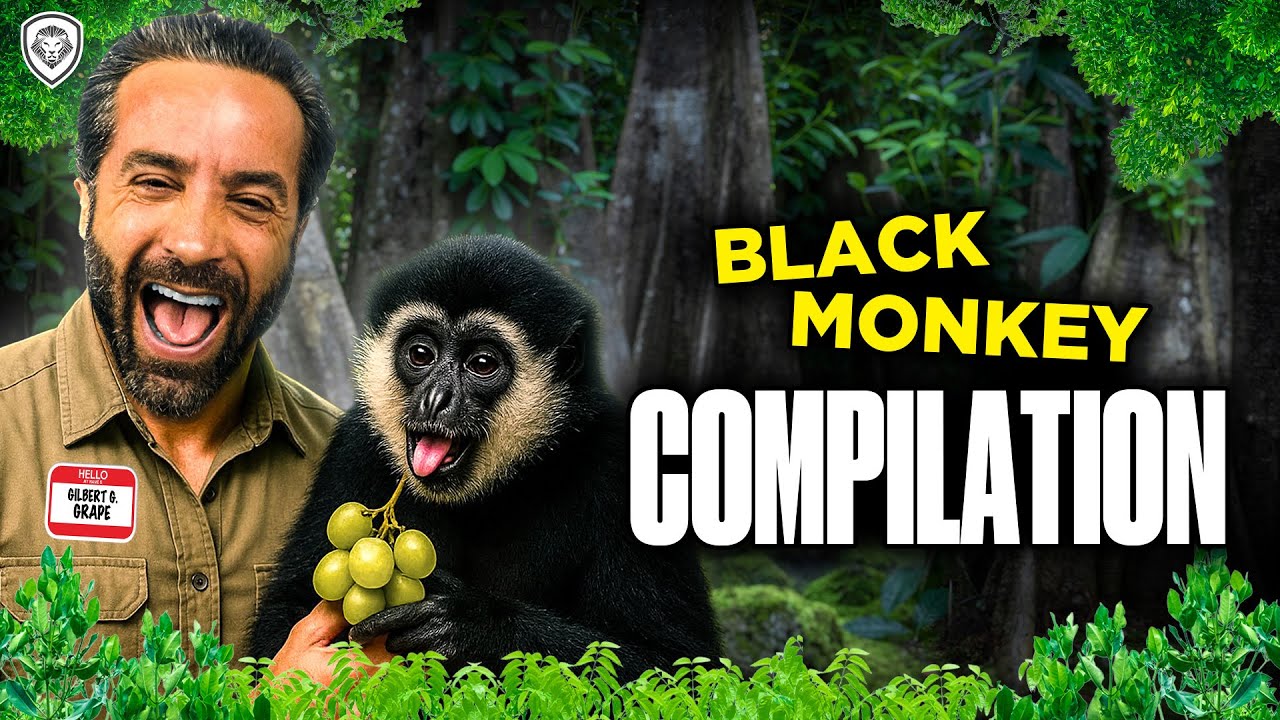 Black Monkey Reunites With His Old friend Compilation.🐒