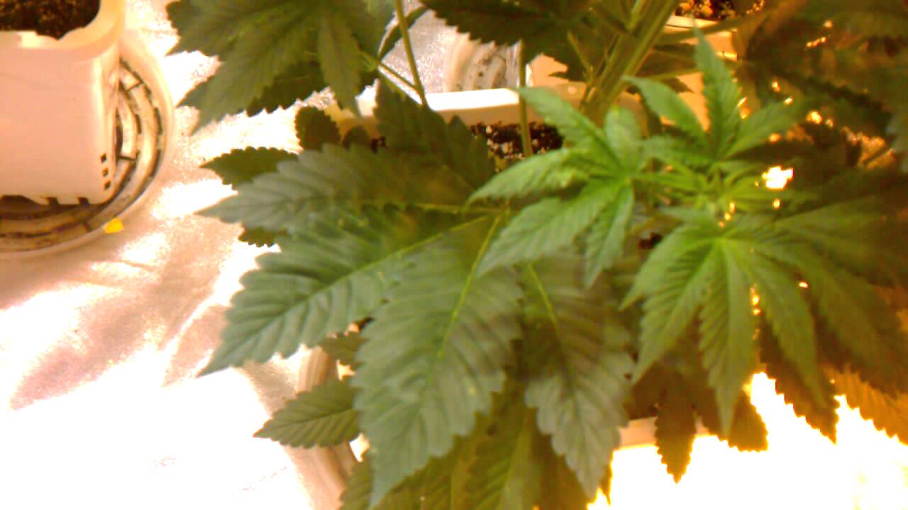 Laplata labs white voodoo