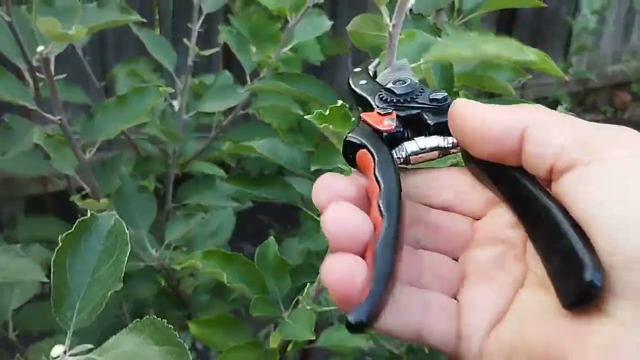 Летняя обрезка яблони и груши