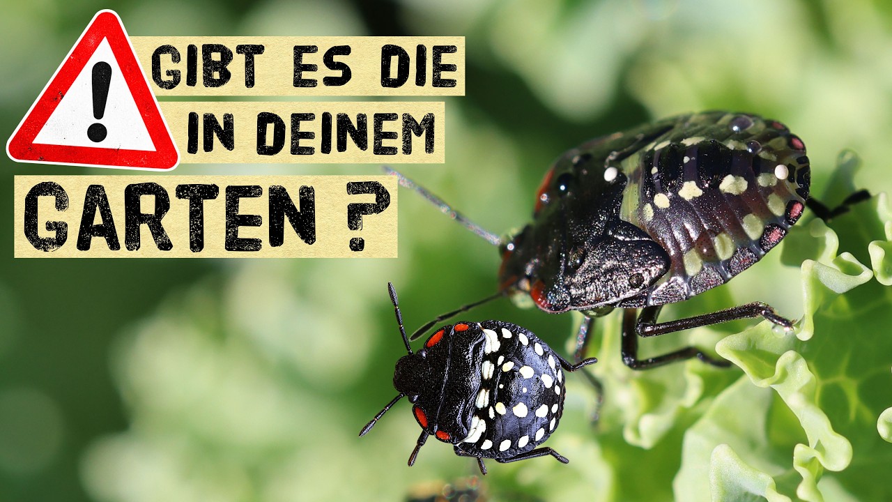 Invasive Gr&uuml;ne Reiswanze im Garten: Was sie anrichtet und was dagegen hilft