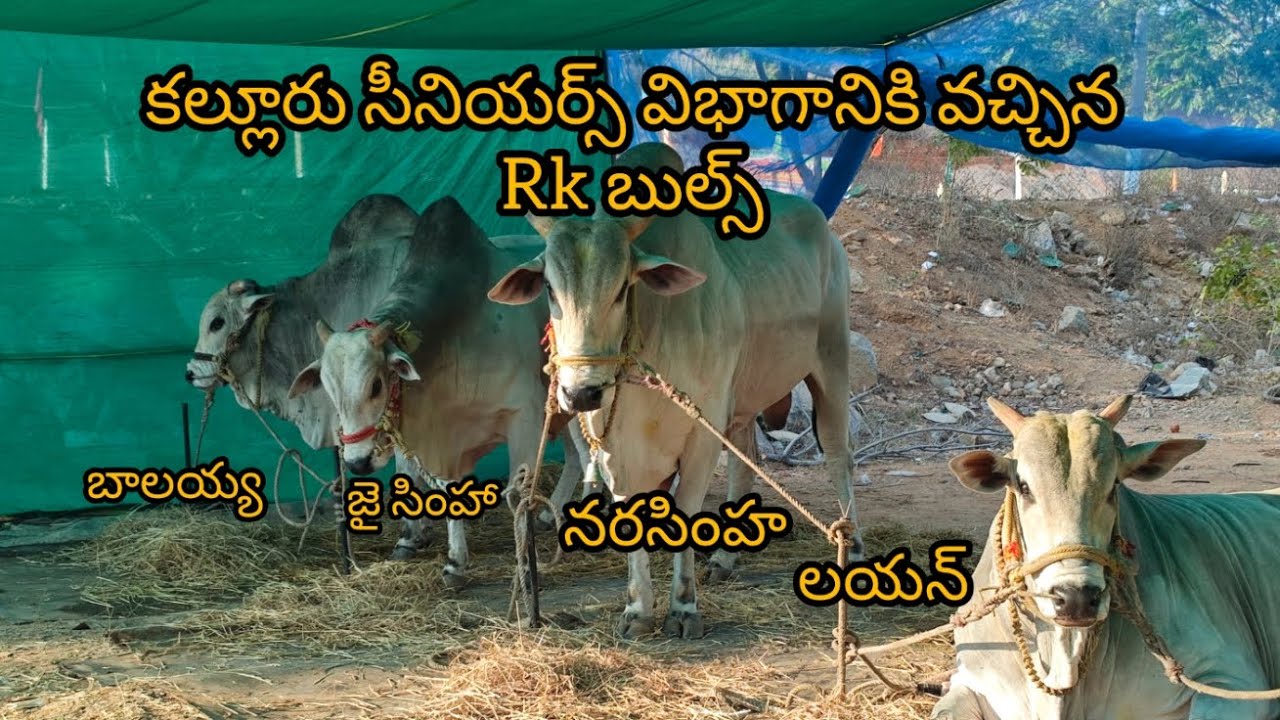 కల్లూరు సీనియర్స్ విభాగం వచ్చిన RK బుల్స్