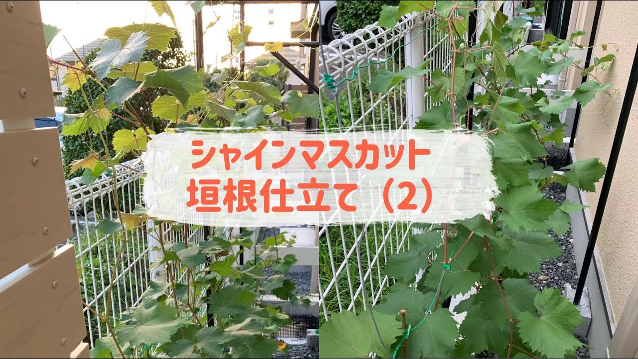 シャインマスカット 垣根仕立て（2）