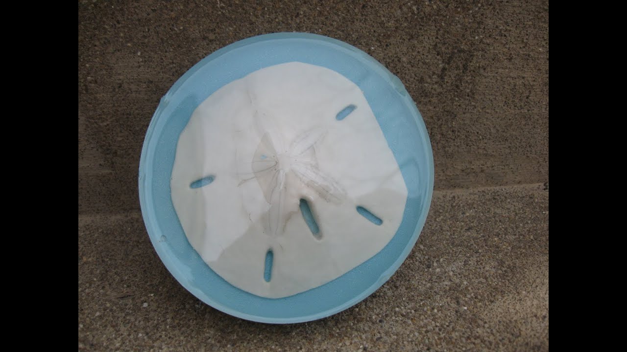 Sand Dollar Resin Coaster Craft Tutorial