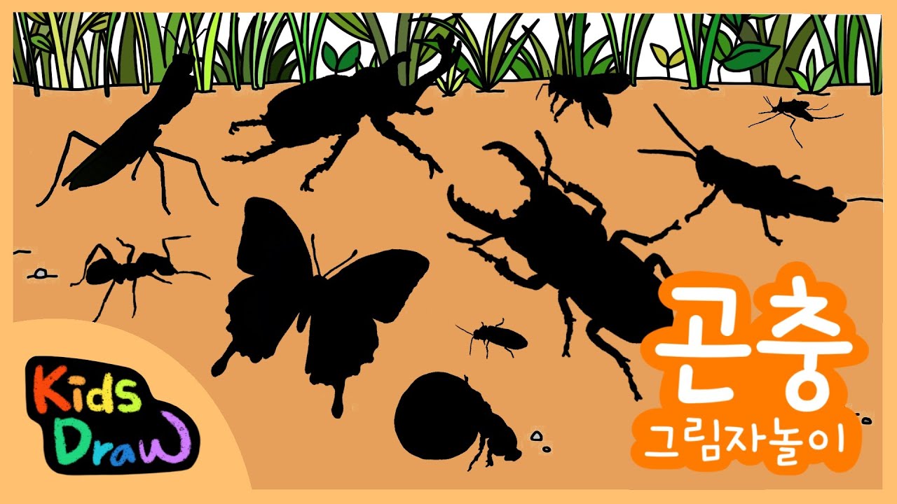 우리 아이가 좋아하는 곤충 그림자놀이 | 곤충 퀴즈 맞추기 |  10가지 다양한 벌레를 만나보아요 |  Insects Quiz for Children | 키즈드로우