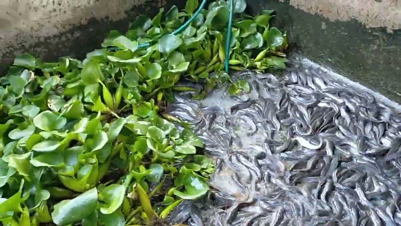 ganti air kolam lele