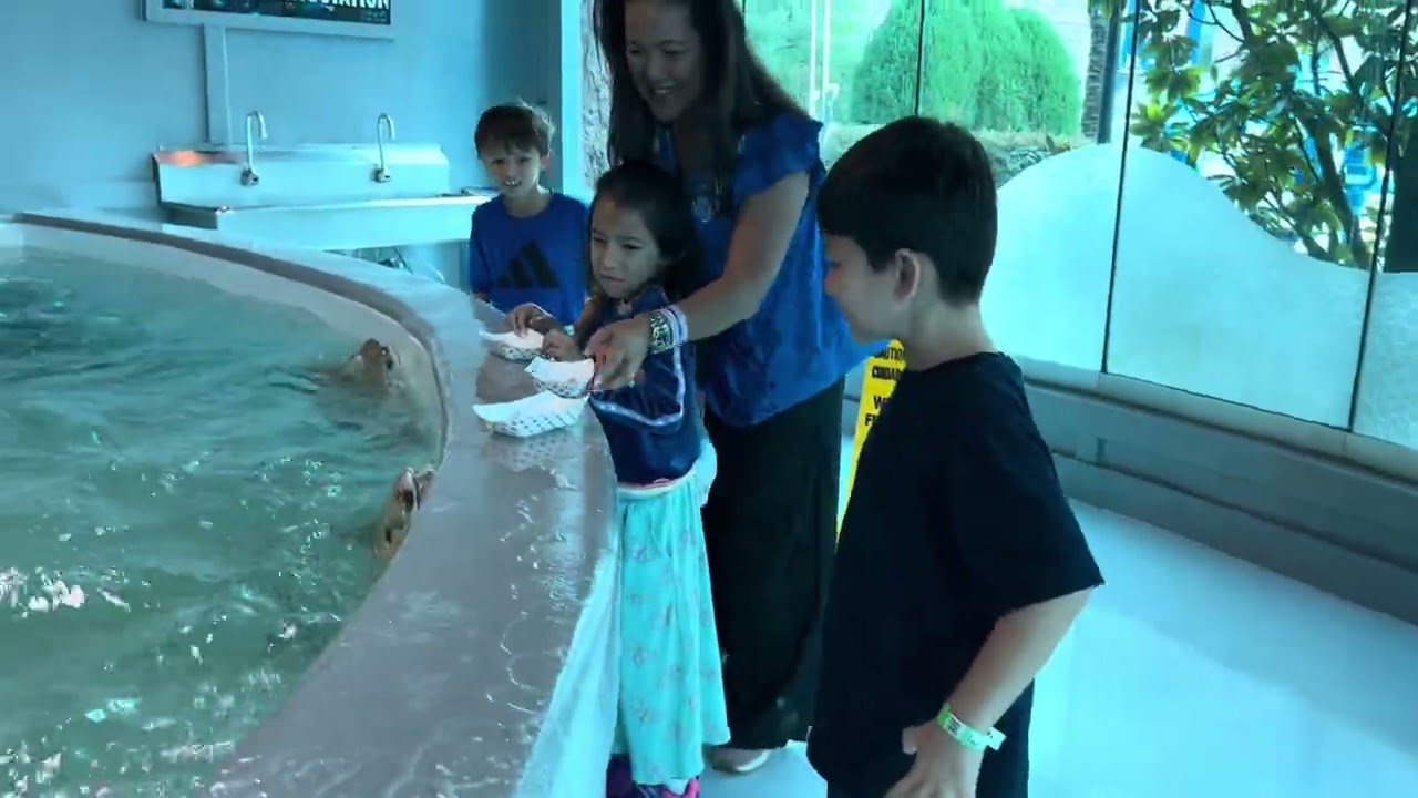 Feeding sting rays