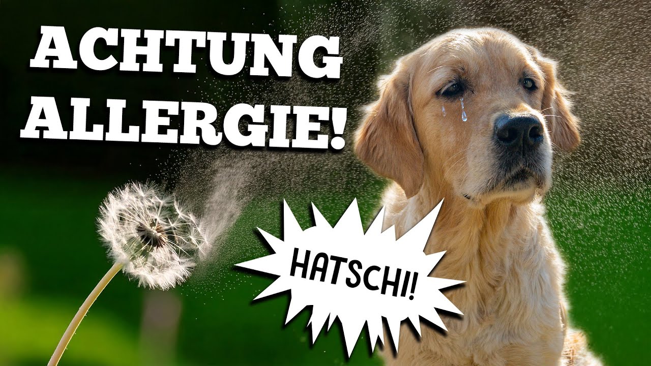 Allergie beim Hund: Symptome erkennen & erfolgreich behandeln