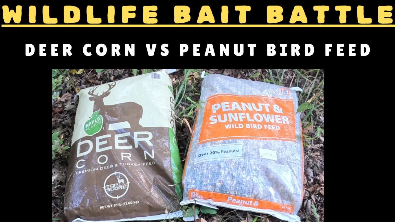 Wildlife Bait Battle - Corn vs Peanut Blend Bird Feed