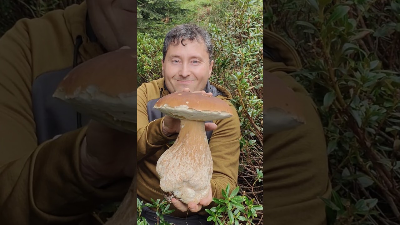 Gigante alpino #mushroom #porcini #nature #funghiporcini #italy