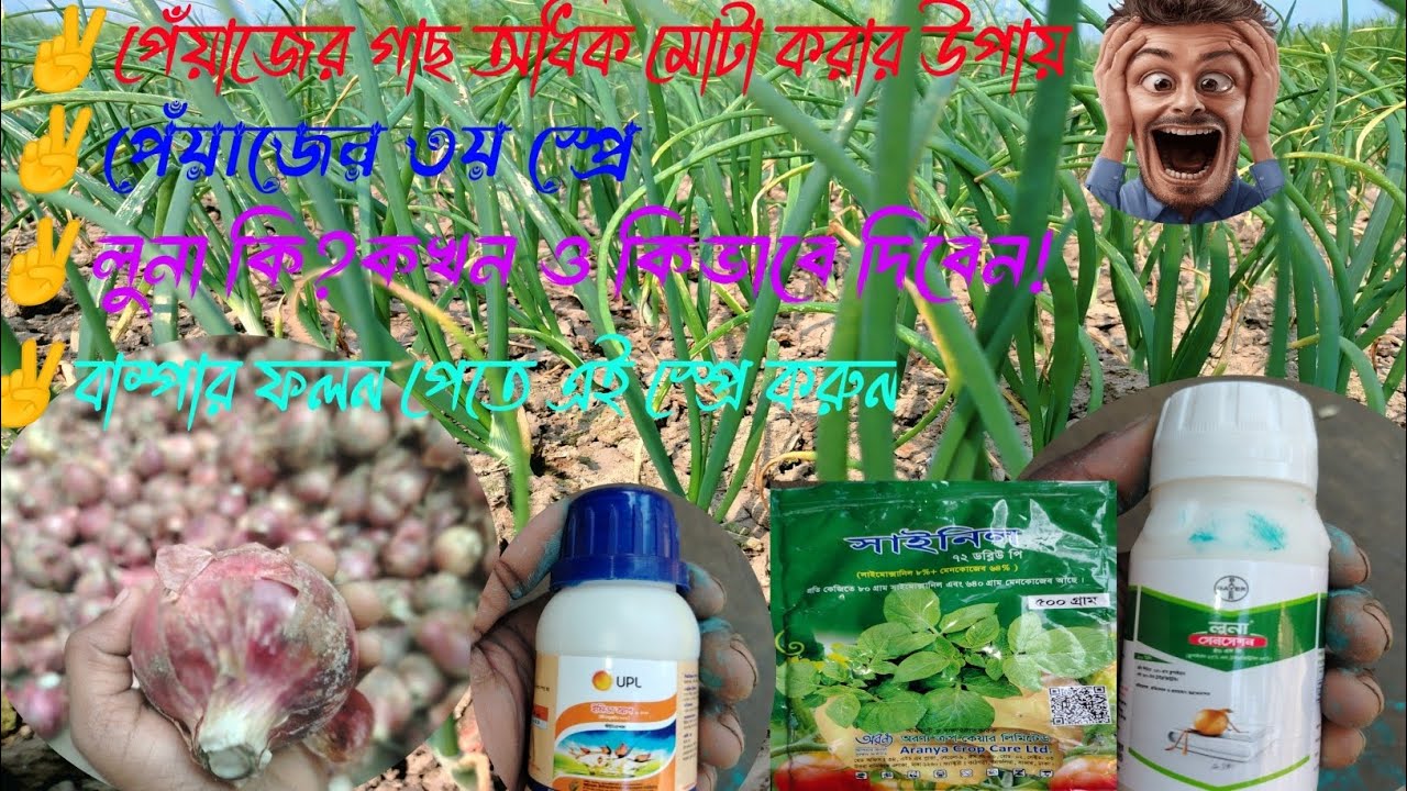 পেয়াজের বয়স ৫০ দিন হলে কি কি ছত্রাকনাশক ও কীটনাশক দিবেন। পেয়াজে লুনার ব্যবহার।Luna spray of onion.
