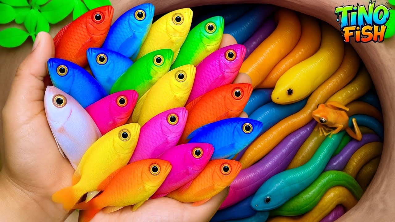 Catch colorful ornamental fish in tiny pond, baby turtle, goldfish, guppy fish, platy fish, eel, koi