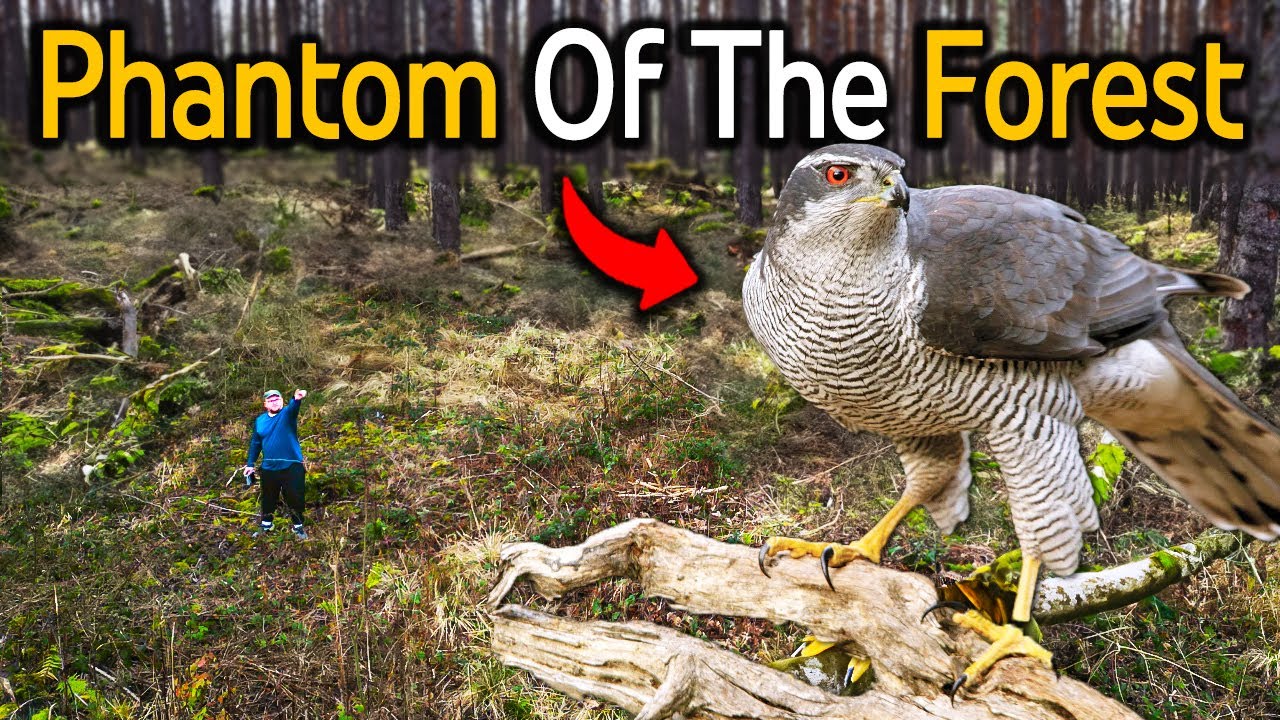 Tracking Down The UK's Most Elusive Bird Of Prey
