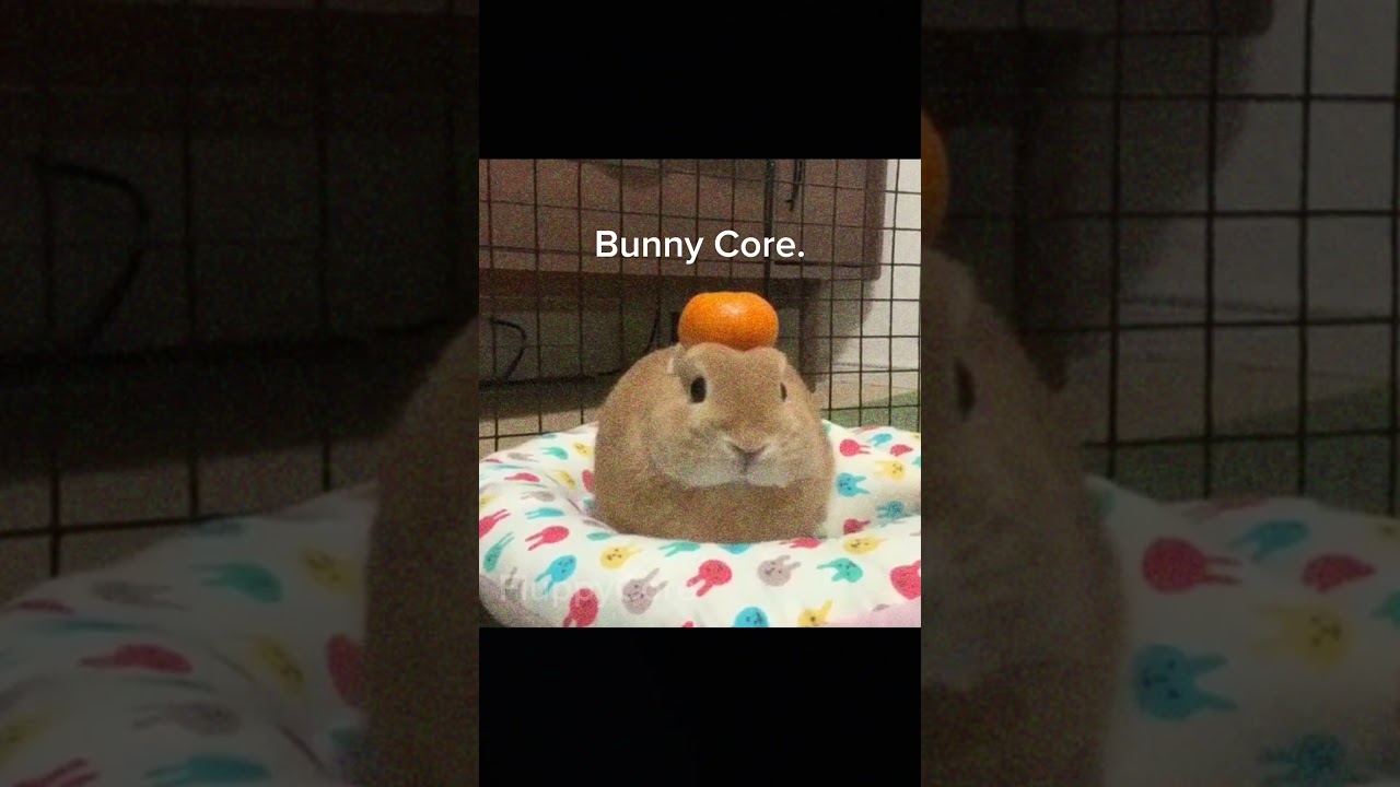 Bunny Core #bunny #cute #memes #fyp  #shorts