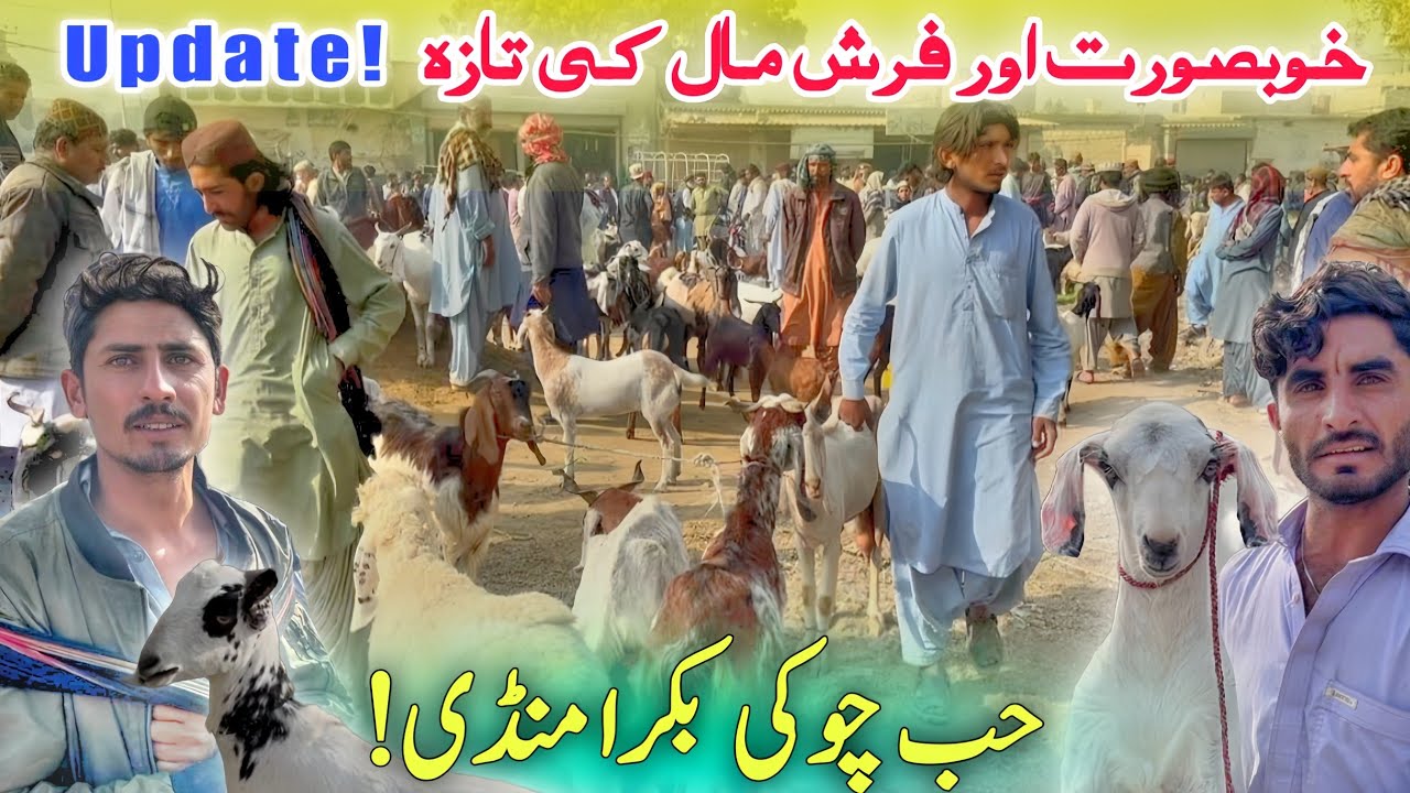 Hub Chowki Bakra Mandi Beautiful & Fresh Goats Update Today 🐐🔥