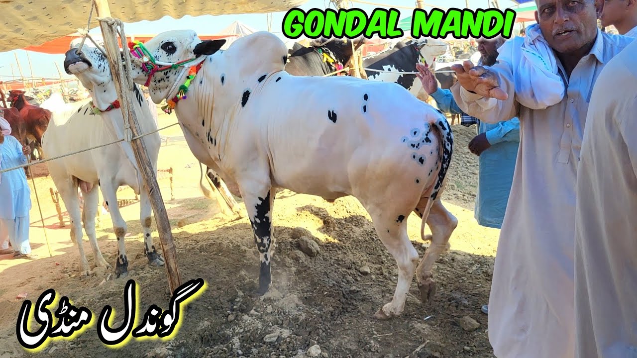 Gondal Mandi Attock Latest Update| Qurbani Bakra Eid ul Adha 2024 - Livestock Market Cow Cattle