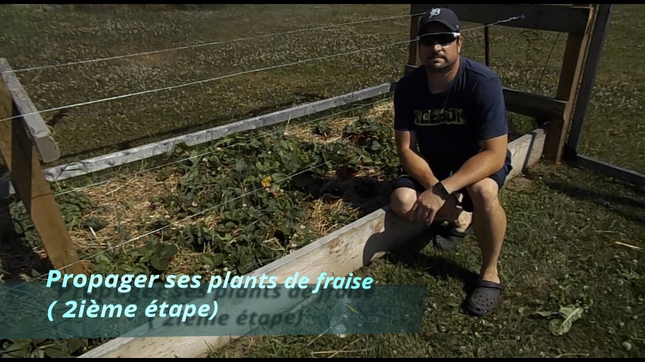 Propager ses plants de fraises  2ième étape
