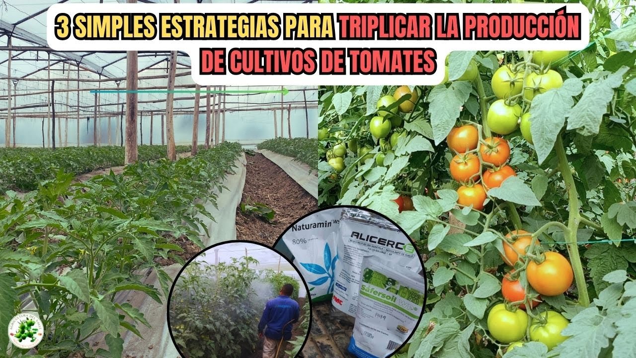 Si quisiera pasar de 45.000 a 135.000 kilogramos en un cultivo de tomates, esto es lo que haría